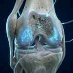 knee joint regrow