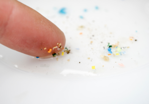 moringa seeds microplastics